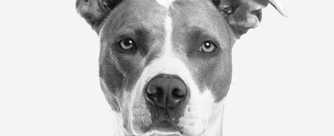 Imagem preto e branco do rosto de um cachorro.