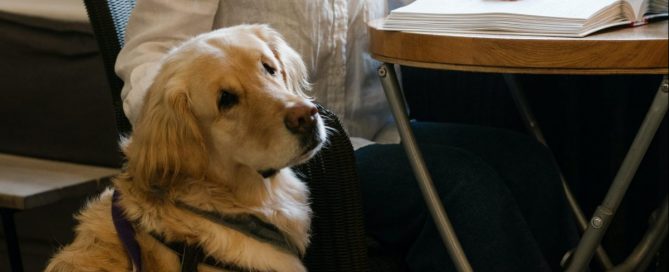 Um cão-guia sentado ao lado de seu dono.
